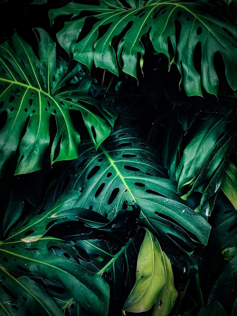 photo of green leaves